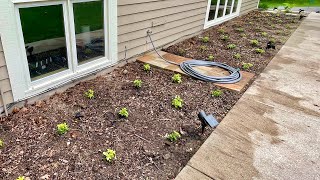 Planting Pachysandra a Shade Loving Groundcover  Bog Life [upl. by Senior310]