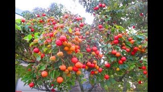 Dogwood Berries  Cornus Kousa [upl. by Kissie]