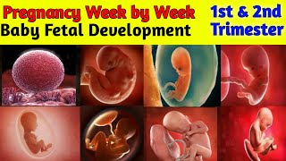 Pregnancy week by week  1 to 27 weeks  Fetal Development [upl. by Ozan138]