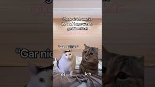 Zähne knirschen 😭 beziehung catmemes katzen [upl. by Ajnin]