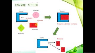 IGCSE BIOLOGY REVISION  Syllabus 5 Enzymes [upl. by Radburn]