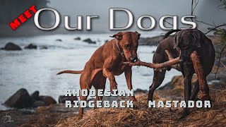 Hiking with a Mastador and Rhodesian Ridgeback in Alaska Meet Finn amp Rüna [upl. by Eahsram]