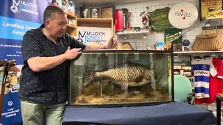 Clarissa The Carp Lot 599 Mullock Jones Auctions 24th July 2024 [upl. by Ylatan]