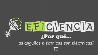 ¿POR QUÉ LAS ANGUILAS ELÉCTRICAS SON ELÉCTRICAS II Órganos eléctricos Generar electricidad [upl. by Hoffer771]