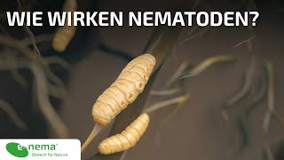 Wie wirken Nematoden  enema GmbH [upl. by Jarrett]