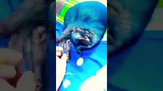 কি স্টাইলের ঘুম দিছে কালা চান😁 funny funnymoments catvideos viralreels [upl. by Aissela]