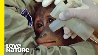 Orphaned Orangutan SAVED After Serious Smoke Inhalation  Love Nature [upl. by Llewej]