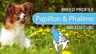 ► Papillon amp Phalène Breed Profile 2022 Temperament amp Training [upl. by Palmore]