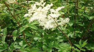 Propiedades De La Ulmaria Beneficios Y Uso Medicinal Filipendula ulmaria [upl. by Eylloh439]