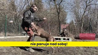 Piękny amstaff ale nie panuje nad sobą [upl. by High222]