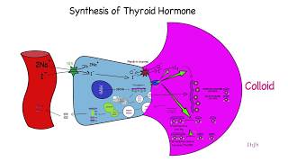 Quick review of thyroid hormone synthesis [upl. by Niamor494]