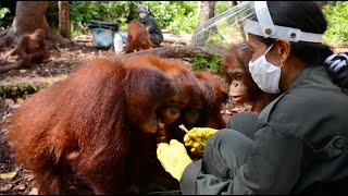 Morning Lessons for the Orangutans at BOS Nyaru Menteng [upl. by Milly]