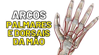 ANGIOLOGIA DA MÃO Arcos palmares e arco dorsal ANATOMIA  Aula de Anatomia humana grátis e fácil [upl. by Warner575]