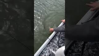 Allegheny River Musky musky fish fishinglife [upl. by Fadil]