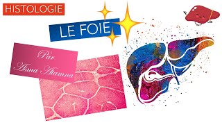 Histologie  LE FOIE par ASMA ATAMNA [upl. by Star]