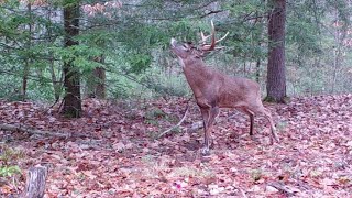 Fall Trail Cam Videos [upl. by Adnarom]