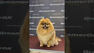 pomeranian breed dog bathing grooming doglover shorts ❤️❤️ [upl. by Alrahs]