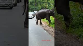 Junior Bhogeshwara spotted at Kabini in Nagarhole National Park 072624 [upl. by Anelehs]