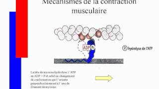 Mécanismes de la contraction musculairesavi [upl. by Autry633]