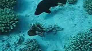 Lionfish defending itself from a hungry grouper [upl. by Niahs]