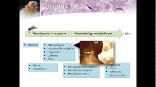 Trypanosomiase humaine africaine Maladie du Sommeil [upl. by Binnie]