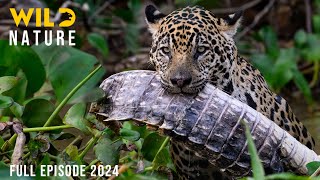 WILD AMAZON  Mysteries of the Ultimate Predators  Animal documentary [upl. by Yerac790]