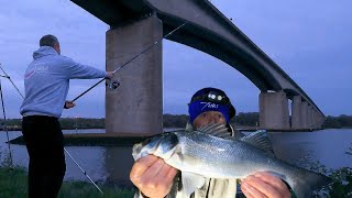 Estuary Bass Fishing On The River Orwell  Sea Fishing UK [upl. by Severn774]