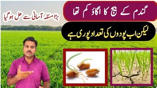 Wheat seed poor germination in field and its solution  Abid Ali Agrarian [upl. by Birdella]