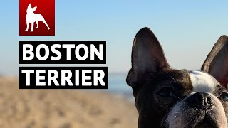 Boston Terrier World Videos Compilation Vol 1 😍 Funny Dog amp Cute Puppies You MUST SEE [upl. by Yenffit]