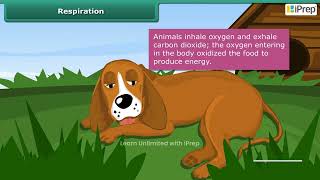 Do All Organisms Respire  Chapter 10  Science  Class 6  iPrep [upl. by Needan]