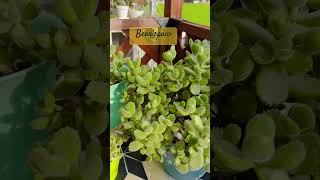 cotyledon tomentosa charming and unique succulent  yt short [upl. by Akemot47]