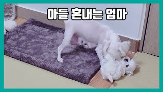 말티가족 아들 혼내는 엄마 martinez Mother dog scolding son [upl. by Einnal331]