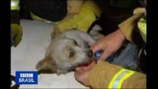 Leo the dog saves kittens from burning fire [upl. by Renaxela]