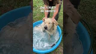 Spa Day for Timber goldenretriever dogbath [upl. by Renny]