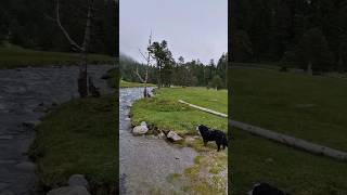 Pont dEspagne in Pyrenees with my Bernese Mountain Dog shorts [upl. by Dolley]