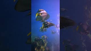 A school of batfish gracefully cutting through the waterbatfish underwaterlife sealife uwvideo [upl. by Clava]