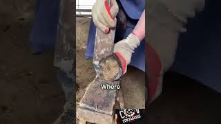 HORSESHOE REMOVAL AND USES  shorts subscribe animals [upl. by Elisa]