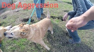 How to Deal with Dog Aggression [upl. by Anitserp]