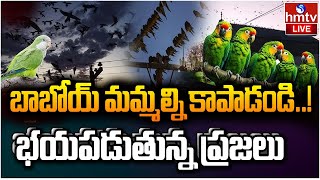 LIVE  అర్జెంటీనాలో చిలుకల దండయాత్ర  Argentine Town Battles Parrots Invasion  hmtv [upl. by Alah498]