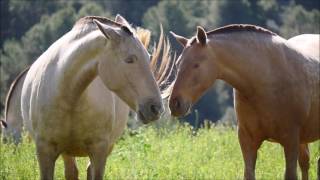 Yeguada Paco Marti La capa en el Caballo de Pura Raza Española [upl. by Otnas752]