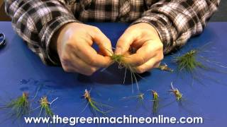 Preparing Eleocharis Parvula Hairgrass for planting in an aquarium [upl. by Porty]