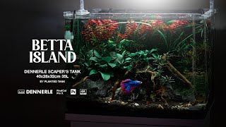 Easy planted BETTA TANK for beginners  Betta Splendens Tank Setup Tutorial [upl. by Ayek590]