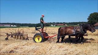 Kaltblut Pferde in der Landwirtschaft  Mit Fanny und Fynn beim Stroh schwaden [upl. by Arracat]