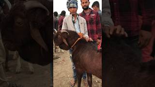 Rajasthan Tonk goat market tonkbakra goatfarm goat tonkbakramandi bakrokadeewana vlog [upl. by Jerome]