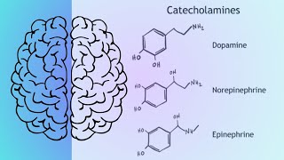 Las catecolaminas Dopamina Noradrenalina norepinefrina y adrenalina epinefrina [upl. by Bautram164]