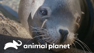 Una foca con cataratas y un koala bebé que lucha por sobrevivir  Los Irwin  Animal Planet [upl. by Gaither]