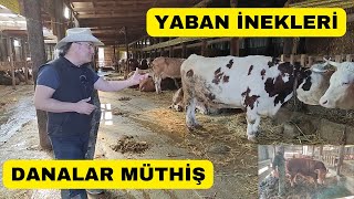 YABAN İNEKLERİN DANALARI ŞAŞIRTTI Danalar Müthiş Gümülcine [upl. by Nhguavahs]