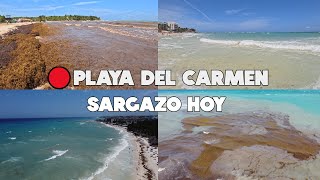 PLAYA DEL CARMEN🔴ULTIMA HORA HOY 14 MAYO 2024  ASI ESTAN LAS PLAYAS [upl. by Ekle]