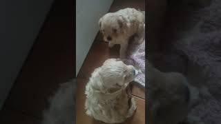 Cavoodle Puppies at home 35 weeks old [upl. by Ahsekan]