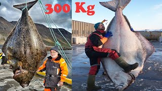 Amazing Giant Halibut Fishing On The Sea  Fastest Halibut Fillet Processing Skills [upl. by Acinomad]